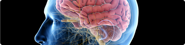 a brain illustration in xray mode